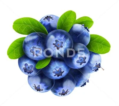 Isolated blueberries Stock Photos
