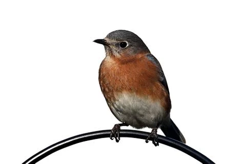 Isolated bluebird on a perch Stock Photos