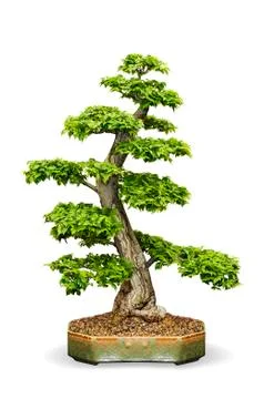 Isolated bonsai tree Stock Photos