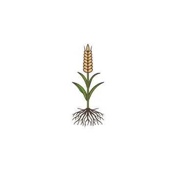 Isolated botanical representation of wheat crop showcasing roots, stalk, le.. Stock Illustration
