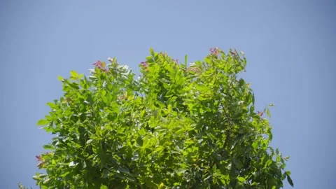 Isolated branches of a tree on a blurry organic bokeh background. Stock Footage 219768782