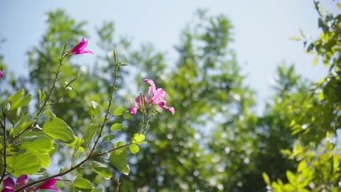 Isolated branches of a tree on a blurry organic bokeh background. Stock Footage 219768790