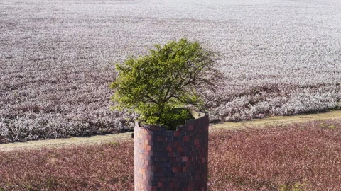 Isolated Brick Tower and Tree Surrounded by Cotton Fields Stock Footage 328641534