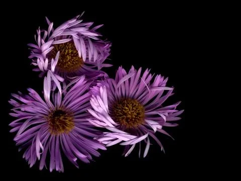 Isolated Bright flowers on a black background. Stock Illustration