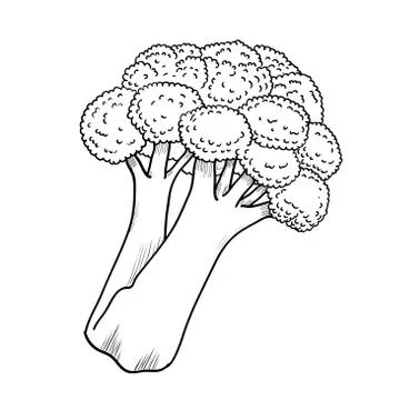 Isolated broccoli-Vector Hand drawn Illustration Stock Illustration