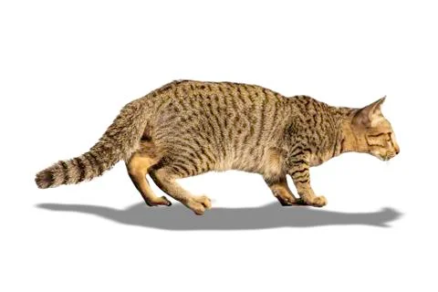 Isolated The brown cat on a white background with clipping path. Stock Photos