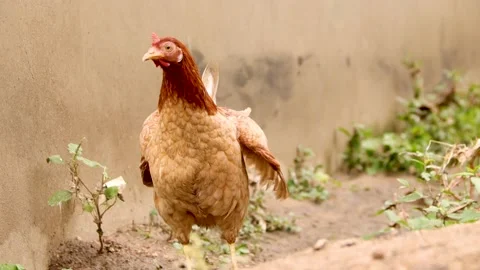Isolated brown hen with open wings. Stock Footage 197738169
