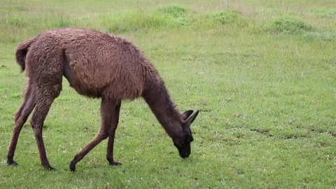 Isolated brown Llama Video stock 86764018