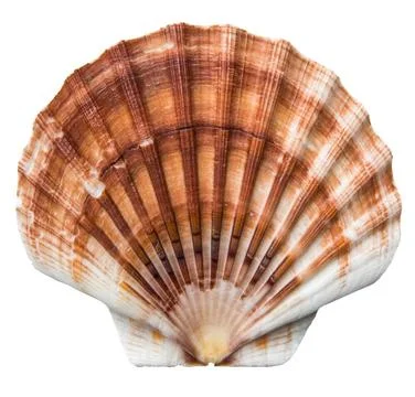 Isolated Brown Scallops Shell Isolated Brown And White Scallops Shell On A... Stock Photos