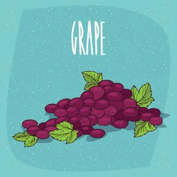 Isolated bunch of grapes or part of vine Stock Illustration