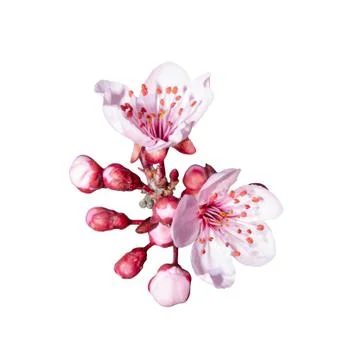 Isolated bunch of spring pink floweres Stock Photos