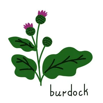 Isolated burdock plant Stock Illustration