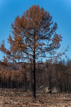 Isolated burnt pine tree against blue sky Stock-Fotos
