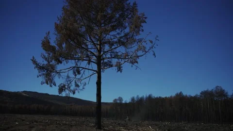 Isolated burnt pine tree and the burnt forest in the background Stock Footage 227333795