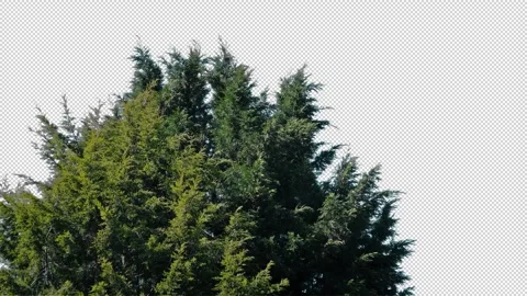 Isolated Bushy Pine Tree In Breeze Pre-Keyed With Alpha Channel Stock Footage 332181854