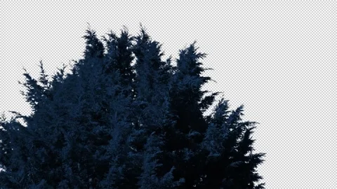 Isolated Bushy Pine Tree In The Evening Pre-Keyed With Alpha Channel Stock Footage 332808574