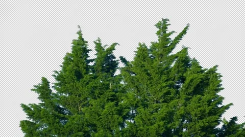 Isolated Bushy Trees Pre-Keyed With Alpha Channel Stock Footage 329377858