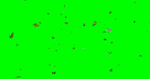 Isolated Butterflies Swarm Stock Footage