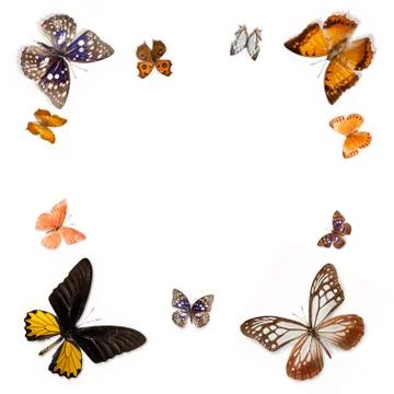 Isolated butterflies on white background Stock Photos