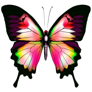 Isolated Butterfly Stock Illustration