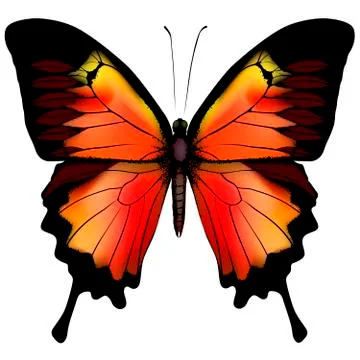 Isolated Butterfly Illustrazione stock