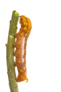 Isolated butterfly larva on tree Stock Photos