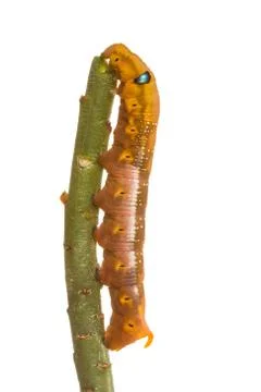 Isolated butterfly larva on tree Stock Photos