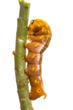 Isolated butterfly larva on tree Stock Photos