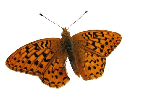Isolated butterfly Foto stock