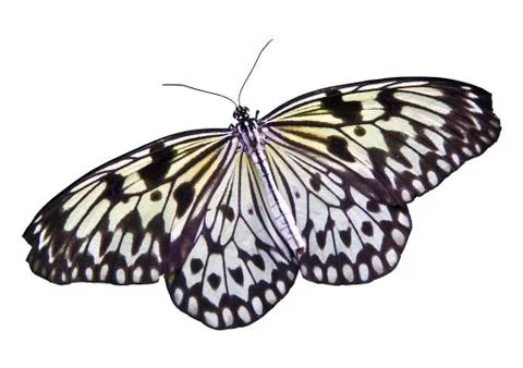 Isolated butterfly Stock Photos