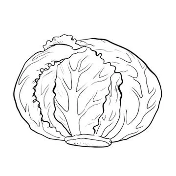 Isolated cabbage-Hand drawn Vector Stock Illustration