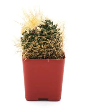 Isolated Cactus Stock Photos