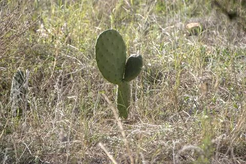 Isolated cactus in the wild Stock Photos