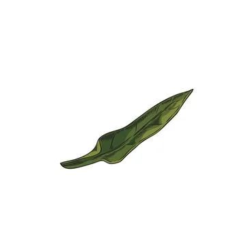 Isolated calendula leaf vector element for design. Stock Illustration