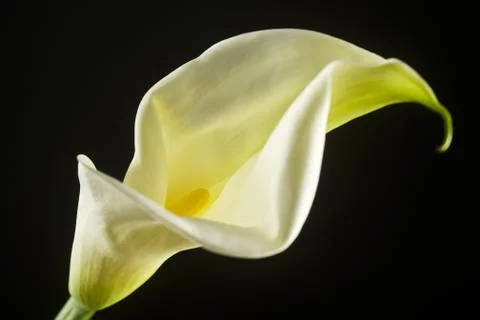 Isolated calla lilies Stock Photos