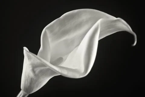 Isolated calla lilies Stock Photos