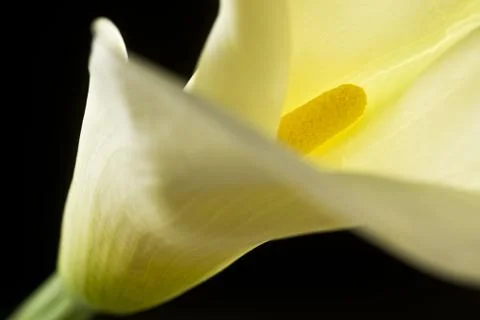 Isolated calla lilies Stock Photos