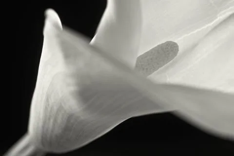 Isolated calla lilies Stock Photos
