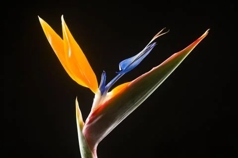 Isolated calla lilies Stock Photos