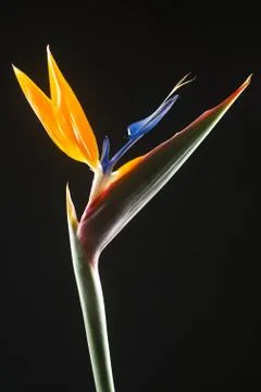 Isolated calla lilies Foto stock