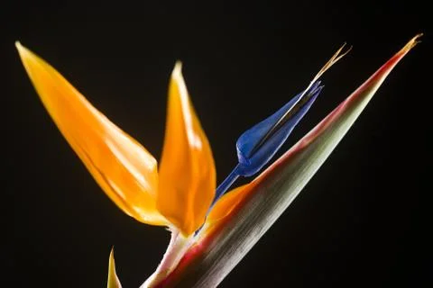 Isolated calla lilies Stock Photos