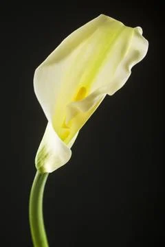 Isolated calla lilies Stock Photos