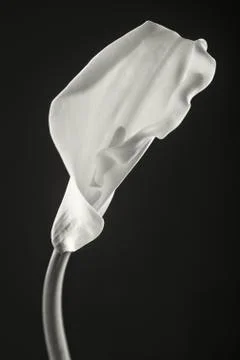 Isolated calla lilies Stock Photos