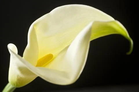Isolated calla lilies Stock Photos