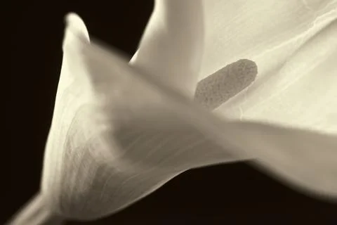 Isolated calla lilies Stock Photos
