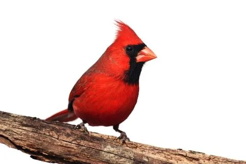 Isolated cardinal on a stump Stock Photos