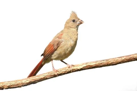 Isolated cardinal on a stump Stock Photos