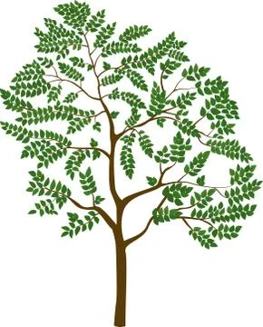 Isolated cartoon tree, vector illustration Stock Illustration