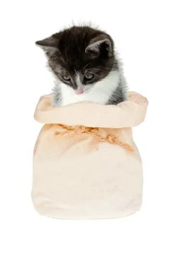 Isolated Cat in a bag Stock Photos