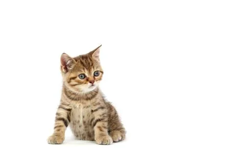 Isolated cat Stock Photos